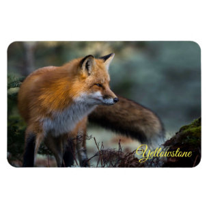 Yellowstone Magnet-Red Fox Magnet