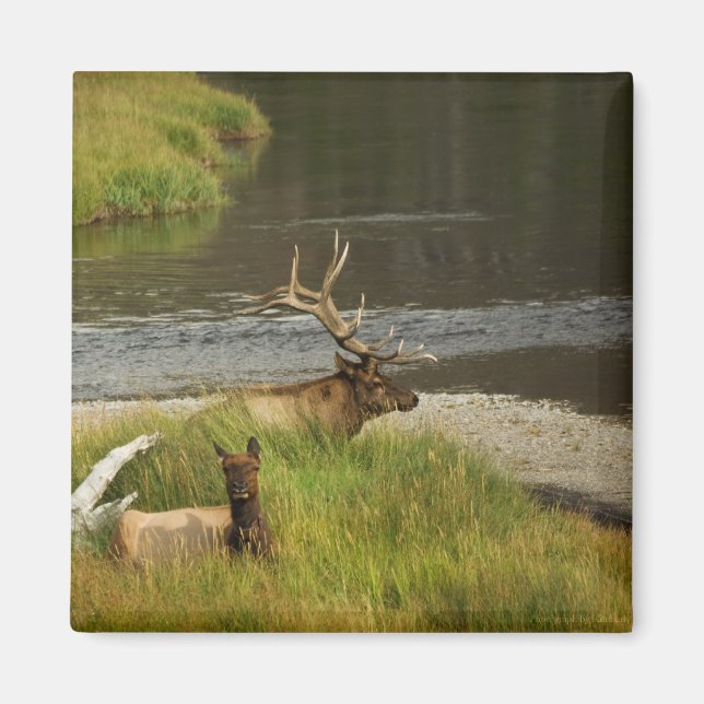 Yellowstone Mates Magnet (Front)