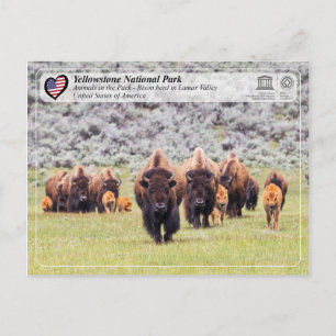 Yellowstone National Park - American Bison Postcard