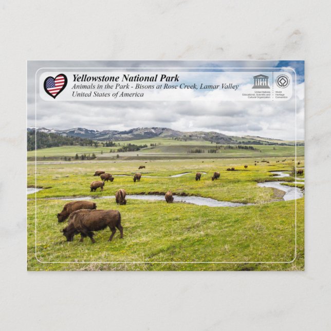 Yellowstone National Park - American Bison Postcard (Front)