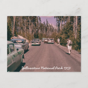 Yellowstone National Park Bear Mid-century Cars Postcard