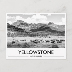 Yellowstone National Park Bison Black & White Postcard