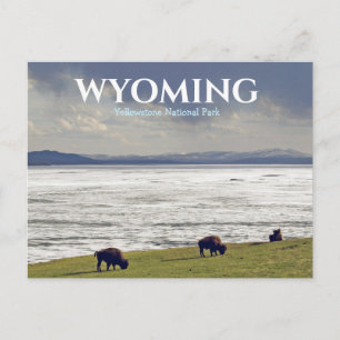 Yellowstone National Park Bison Buffalo Travel Postcard