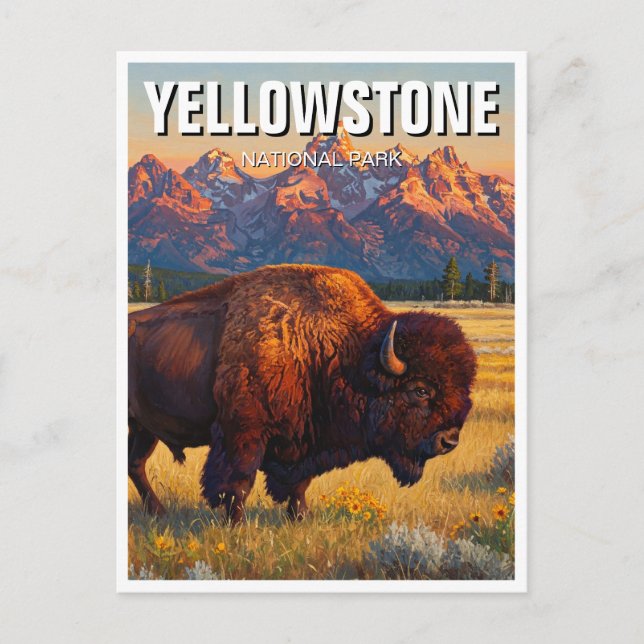 Yellowstone National Park bison Postcard (Front)