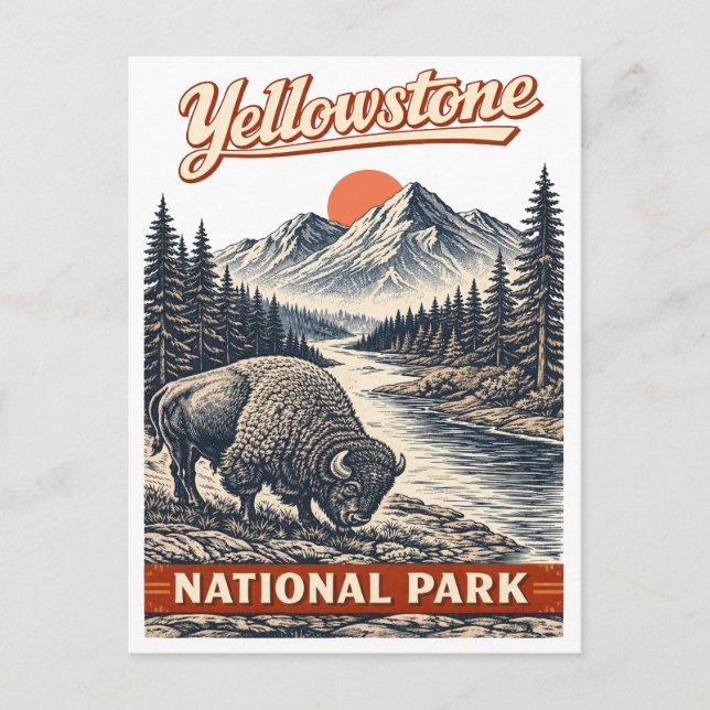 Yellowstone National Park - Bison Postcard (Front)