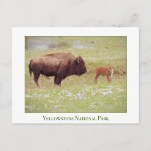 Yellowstone National Park card with bison & calf