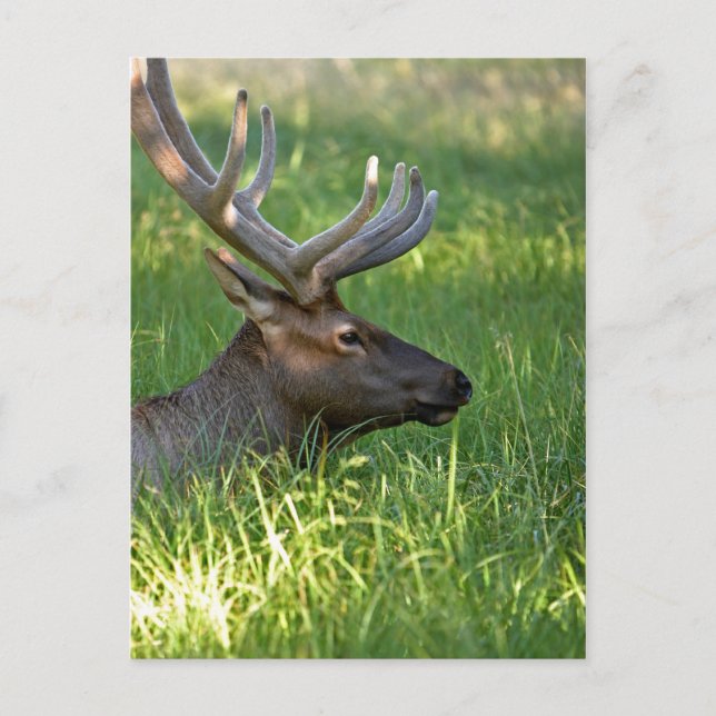 yellowstone national park, elk postcard (Front)