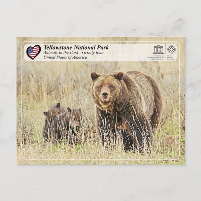 Yellowstone National Park - Grizzly Bear Postcard (Front)