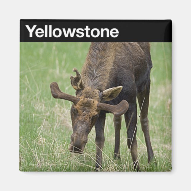 Yellowstone National Park Magnet (Front)