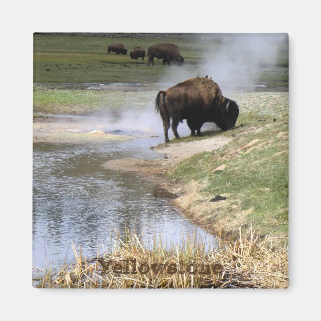 Yellowstone National Park Magnet Carré (Devant)