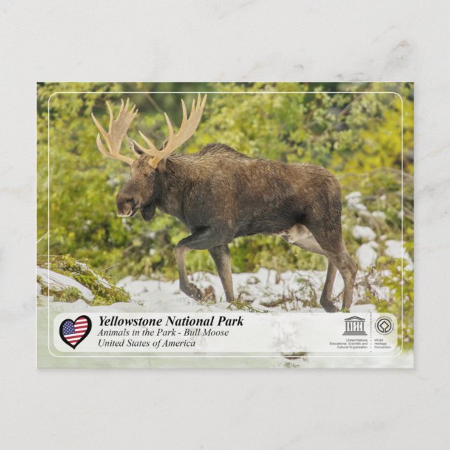 Yellowstone National Park - Moose Postcard (Front)