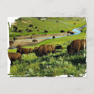 Yellowstone National Park Postcard