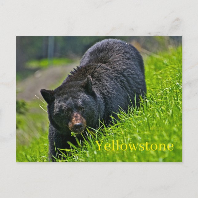 Yellowstone National Park Postcard (Front)
