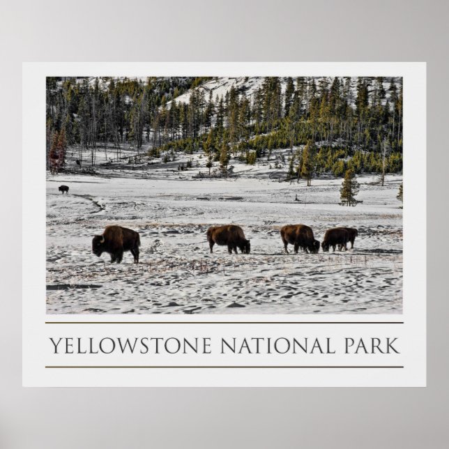 Yellowstone National Park Poster (Front)