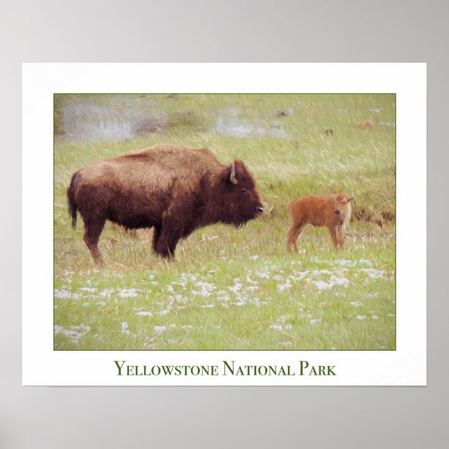 Yellowstone National Park Poster with Bison & Calf (Front)