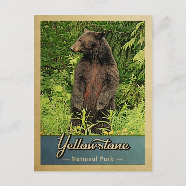 Yellowstone National Park Vintage Bear Postcard (Front)