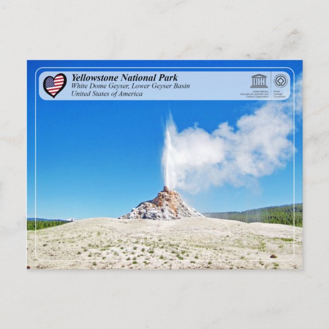 Yellowstone National Park - White Dome Geyser Postcard (Front)