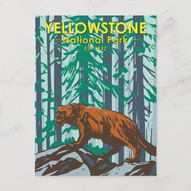 Yellowstone National Park Wolverine Vintage Postcard (Front)
