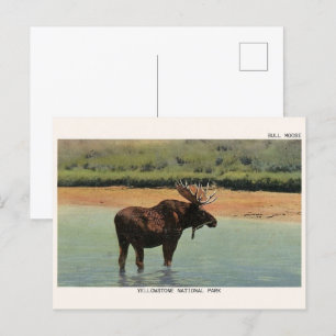 Yellowstone National Park Wyoming BULL MOOSE Postcard
