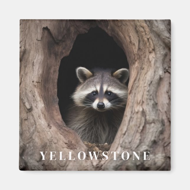 Yellowstone Raccoon Magnet (Front)