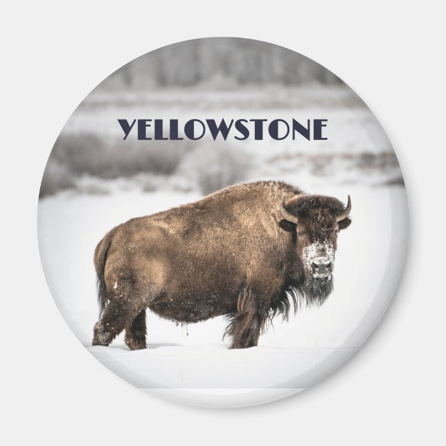 Yellowstone Snowy Buffalo Souvenir Magnet (Front)