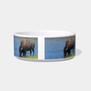 Yellowstone Wild Buffalo in Pond Bowl
