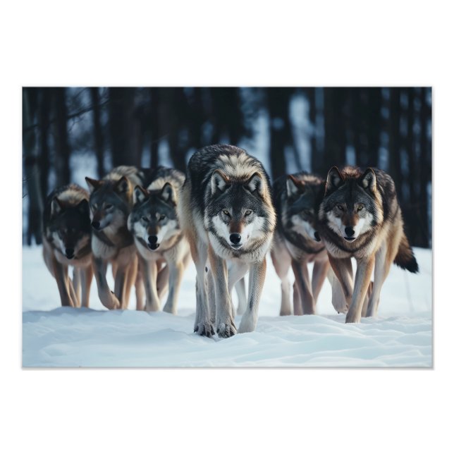 Yellowstone Wolves Photo Print (Front)