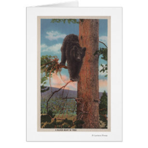 Yellowstone, WYView d'ours noir dans l'arbre