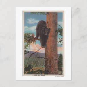 Yellowstone, WYView of Black Bear in Tree Postcard