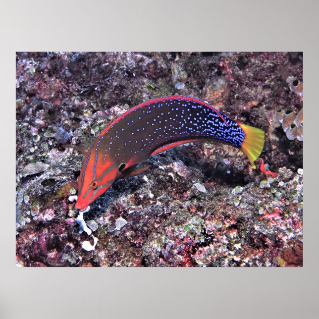 Yellowtail Coris Wrasse Poster (Front)