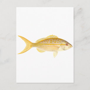 Yellowtail Snapper Logo Postcard