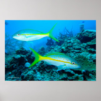 Yellowtail Snappers Poster