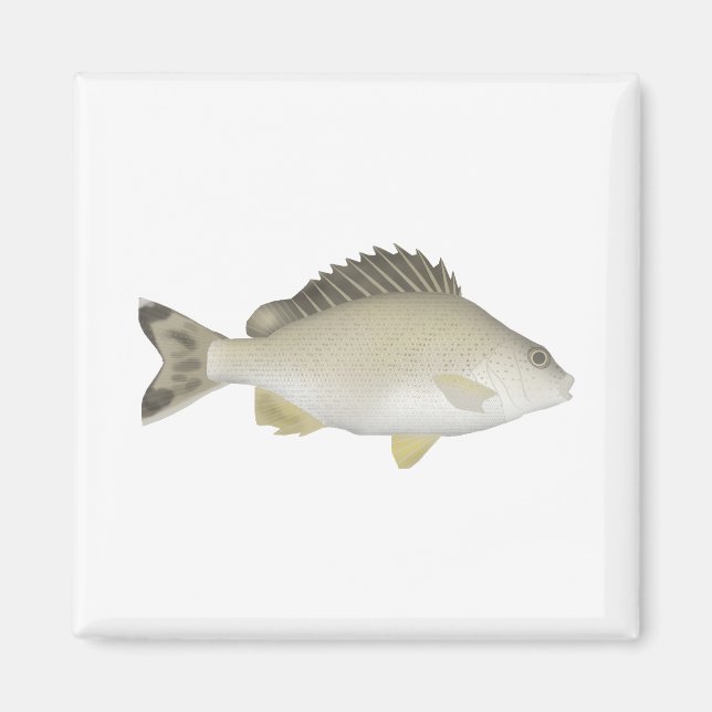 Yellowtail Trumpeter Magnet (Front)