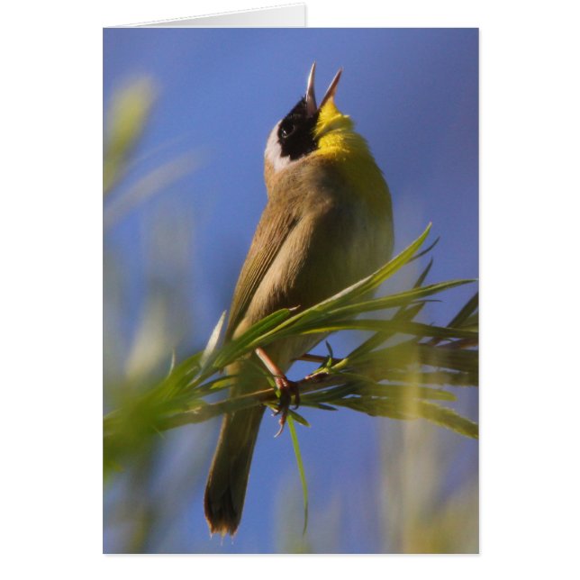 Yellowthroat commun (Devant)
