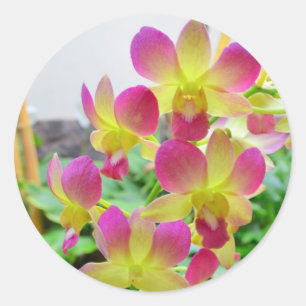 Yelow Pink Orchids Classic Round Sticker