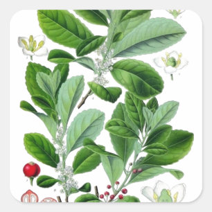 Yerba Mate Square Sticker