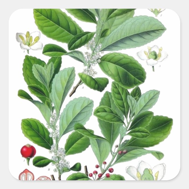 Yerba Mate Square Sticker (Front)