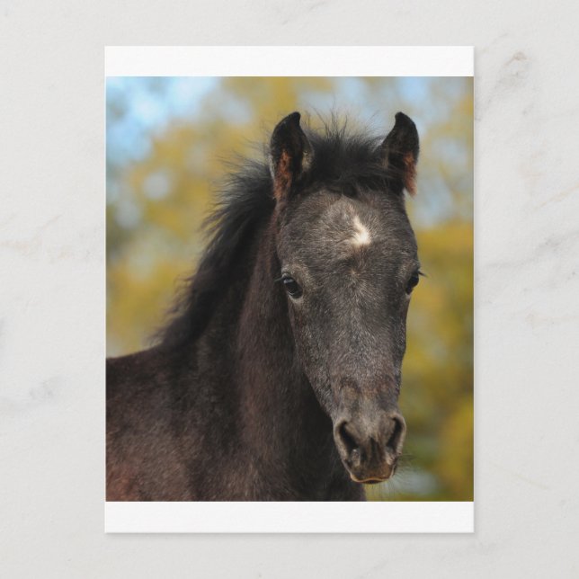 Yes? Postcard (Front)