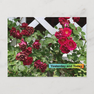 Yesterday and Today Postcard