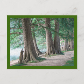 Yesterday's Trees, postcard