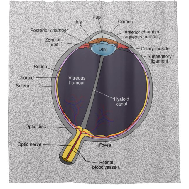 Yeux Anatomie Douche rideau (Devant)