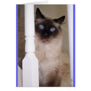 Yeux bleus