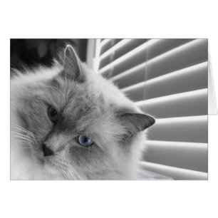 Yeux bleus
