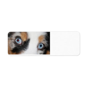 yeux bleus de merle