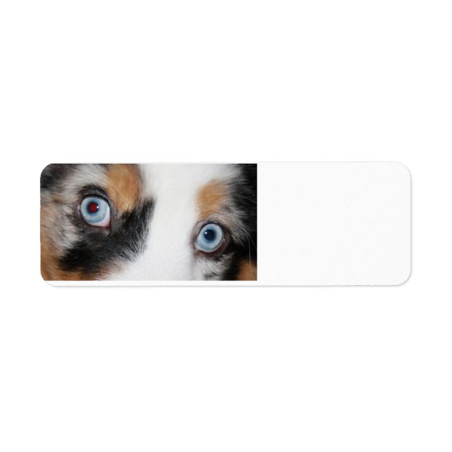 yeux bleus merles (Devant)