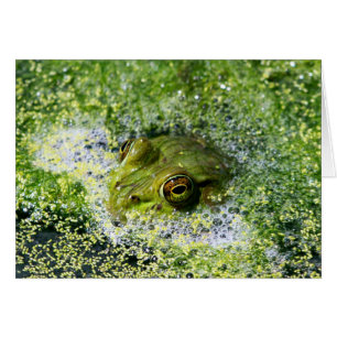 Yeux de grenouille
