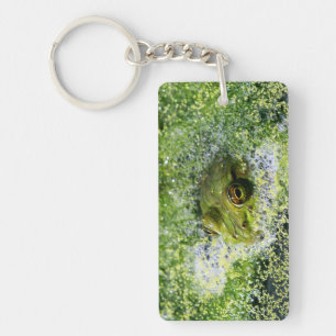 Yeux de grenouille dans un étang