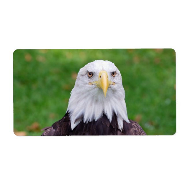 Yeux d'un aigle (Devant)