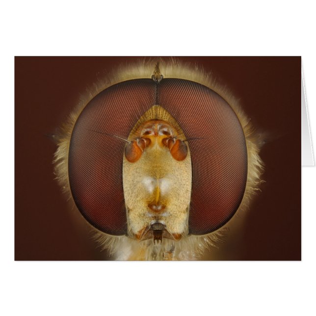 Yeux principaux et composés d'une mouche de vol (Devant horizontal)