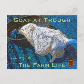 YNOTME VAN GOGHISH GOAT AT TROUGH2 POSTCARD